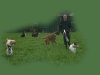 hundepensionwerths1