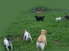 hundepensionwerths100