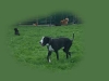 hundepensionwerths101