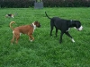 hundepensionwerths11