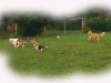 hundepensionwerths12