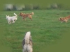 hundepensionwerths13