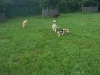 hundepensionwerths14