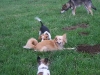hundepensionwerths15