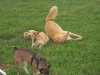 hundepensionwerths16