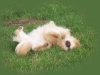 hundepensionwerths17