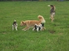 hundepensionwerths18