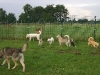 hundepensionwerths19