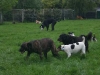 hundepensionwerths2