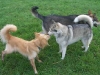 hundepensionwerths20
