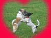 hundepensionwerths21
