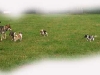hundepensionwerths22