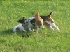 hundepensionwerths23