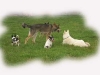 hundepensionwerths24