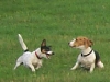 hundepensionwerths25