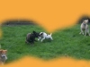 hundepensionwerths99
