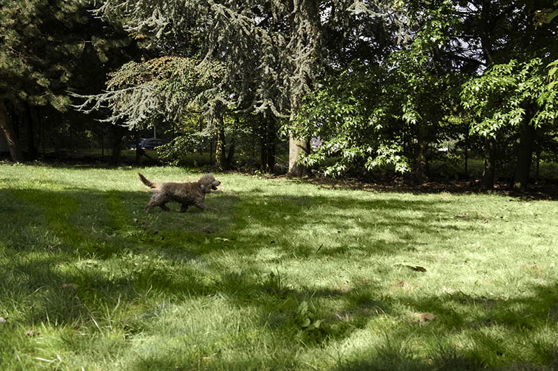 Hundeparkhotel › Hundepension Werths Hundehotel Hundesalon
