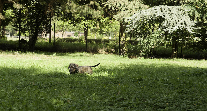 Hundeparkhotel › Hundepension Werths Hundehotel Hundesalon