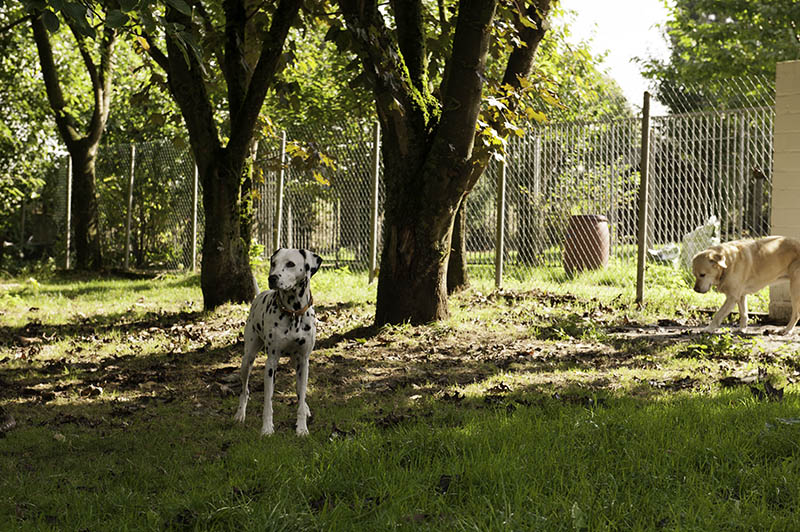 Hundeparkhotel › Hundepension Werths Hundehotel Hundesalon