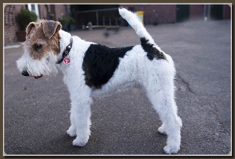 fox-terrier-nachher