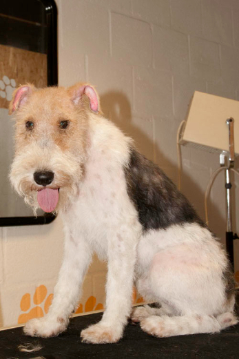 fox-terrier-trimmen5