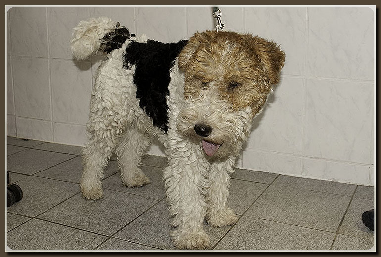 fox-terrier-vorher