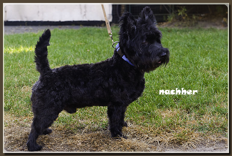 mischling-nachher-hundesalon-werths