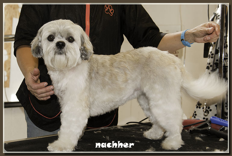 mischling2-nachher-hundesalon-werths