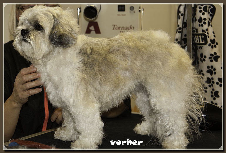 mischling2-vorher-hundesalon-werths