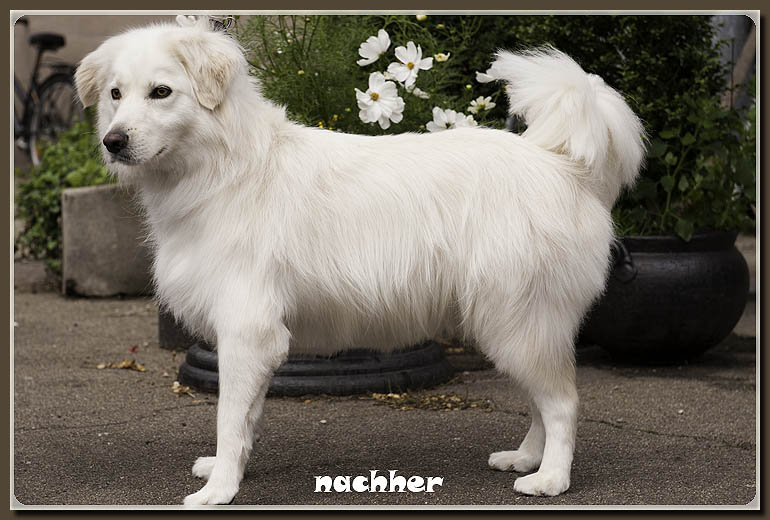 mix-nachher-hundesalon-werths