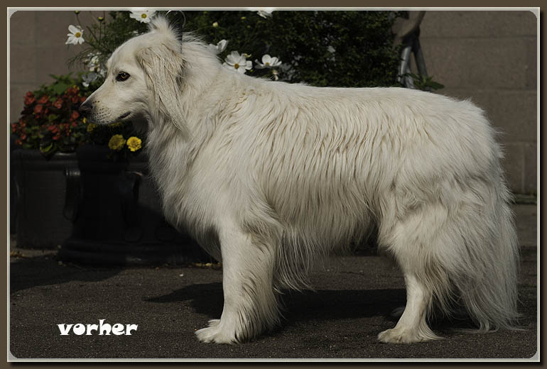 mix-vorher-hundesalon-werths