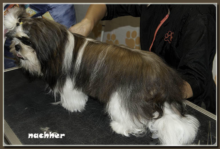 shih-tzu-hundesalon-werths-nachher