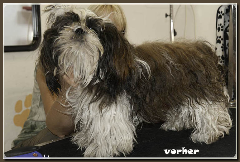 shih-tzu-hundesalon-werths-vorher