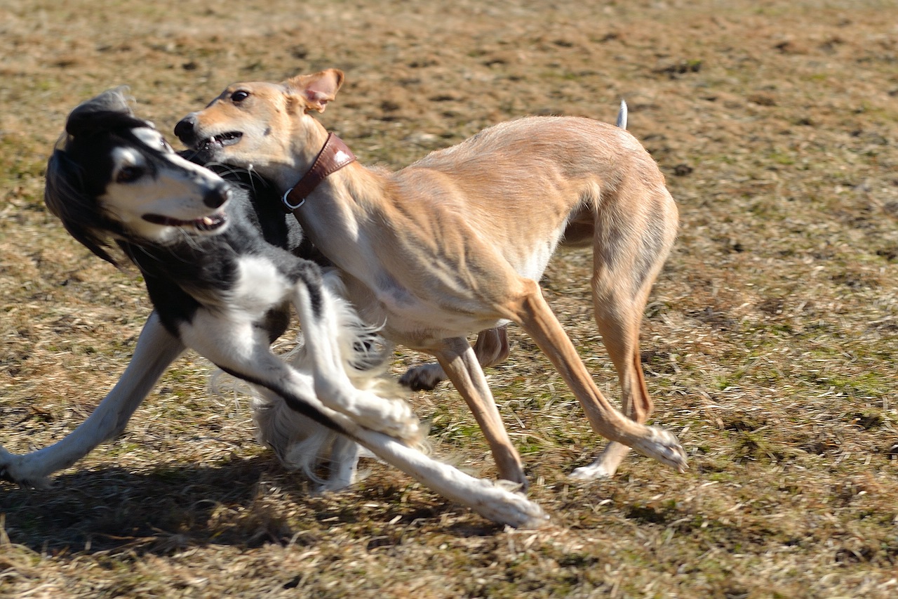 Hundeparkhotel › Hundepension Werths Hundehotel Hundesalon