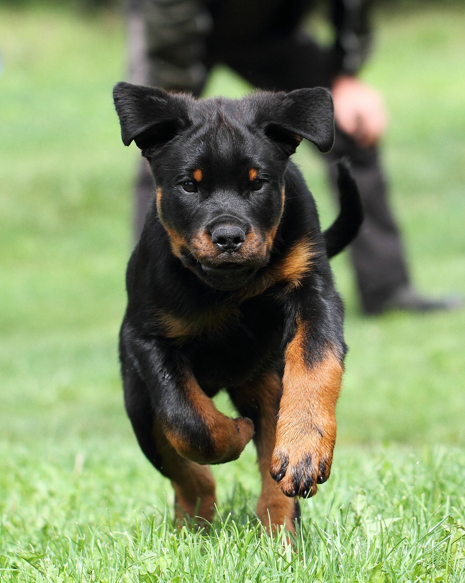 Hundeparkhotel › Hundepension Werths Hundehotel Hundesalon