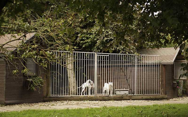 Hundeparkhotel › Hundepension Werths Hundehotel Hundesalon