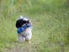 07-09-10-thimmi-1